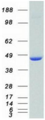 Coomassie blue staining of purified MAPK3 protein.